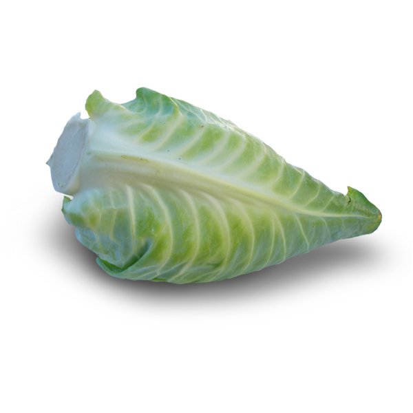 Spitzkraut (Spitzkohl)